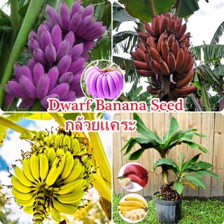 50 เมล็ดพันธุ์ กล้วยแคระ เมล็ดพันธุ์ Dwarf Banana Tree Seeds Fruit Seed เมล็ดพันธุ์กล้วยแคระ ต้นกล้วยจิ๋ว พันธุ์ไม้ผล