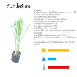 ต้นตะไคร้หอม ขนาด 20-30 ซม.