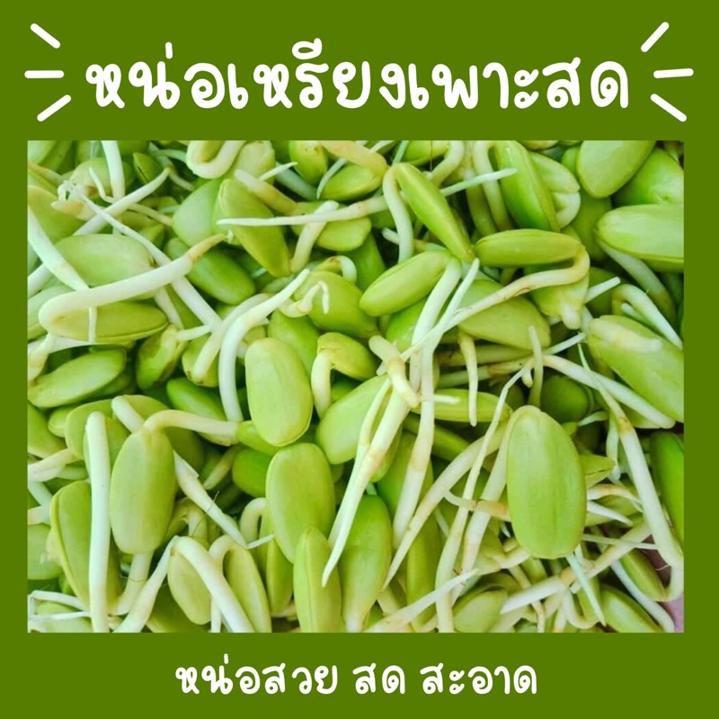 หน่อเหรียงเพาะสดตามออเดอร์1กิโลกรัม