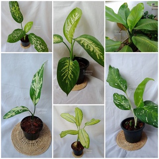 ต้นสาวน้อยประแป้ง (Dieffenbachia) ต้นว่านนางพญาช้างเผือก ต้นเทพนิมิตร ต้นรูดอล์ฟ ต้นเศรษฐีวิลสัน ต้นพญาเสือโคร่ง ไม้มงคล