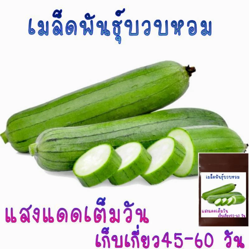 15 เมล็ด เมล็ดพันธุ์บวบหอม