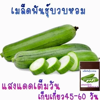 15 เมล็ด เมล็ดพันธุ์บวบหอม