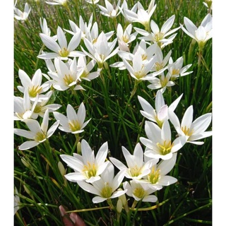 บัวดิน สีขาว แคนดิต้า แคนดิดา Candida  เป็นสายพันธ์ที่ให้ดอกดก สีขาว ขนาดหน่อที่ขายคละขนาด 1 ชุดมี 10 หัว