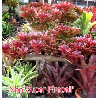 super ไฟล์บอล # สับปะรดสี#bromeliad# ต้นไม้สวยงาม# ไม้ประดับ# ตกแต่งบ้าน#bromeliad# ไม้ประดับ# ไม้มงคล# ขายถูก