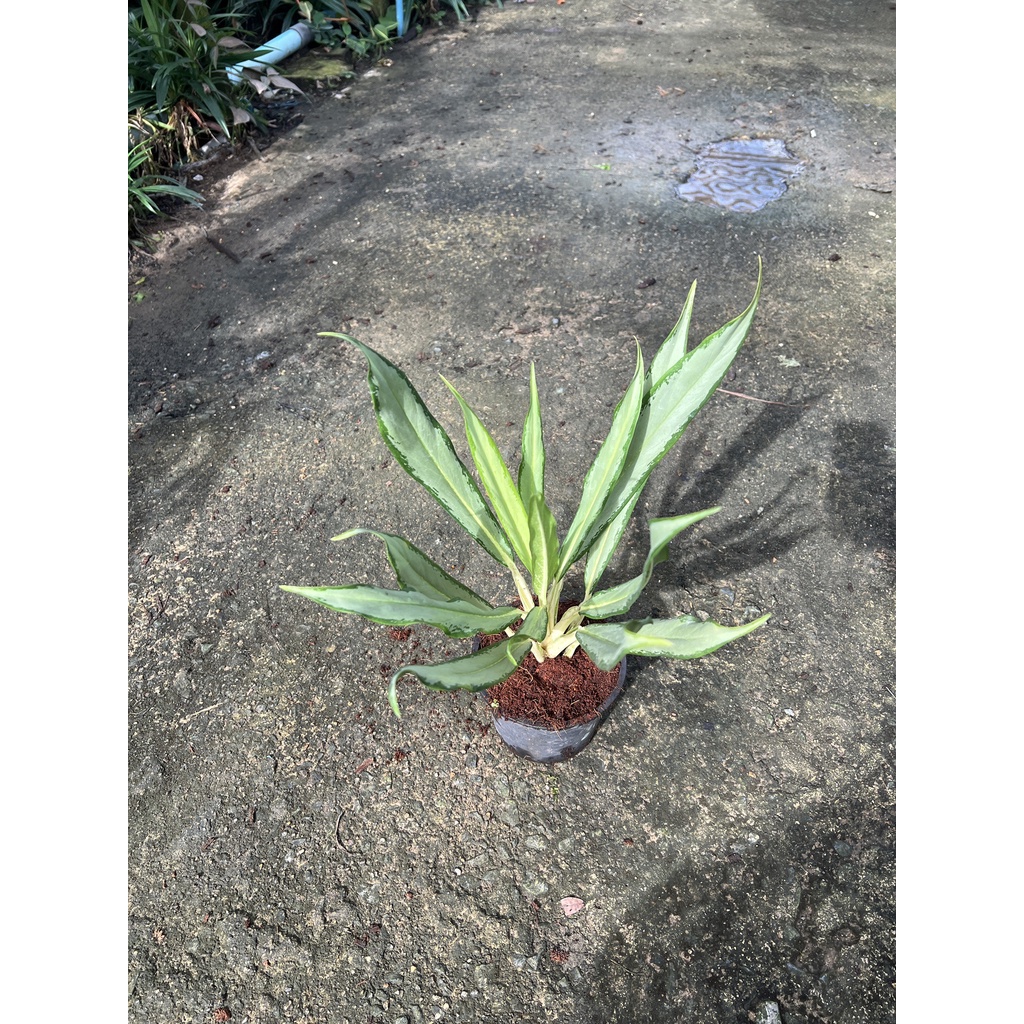 มุมมอง 2