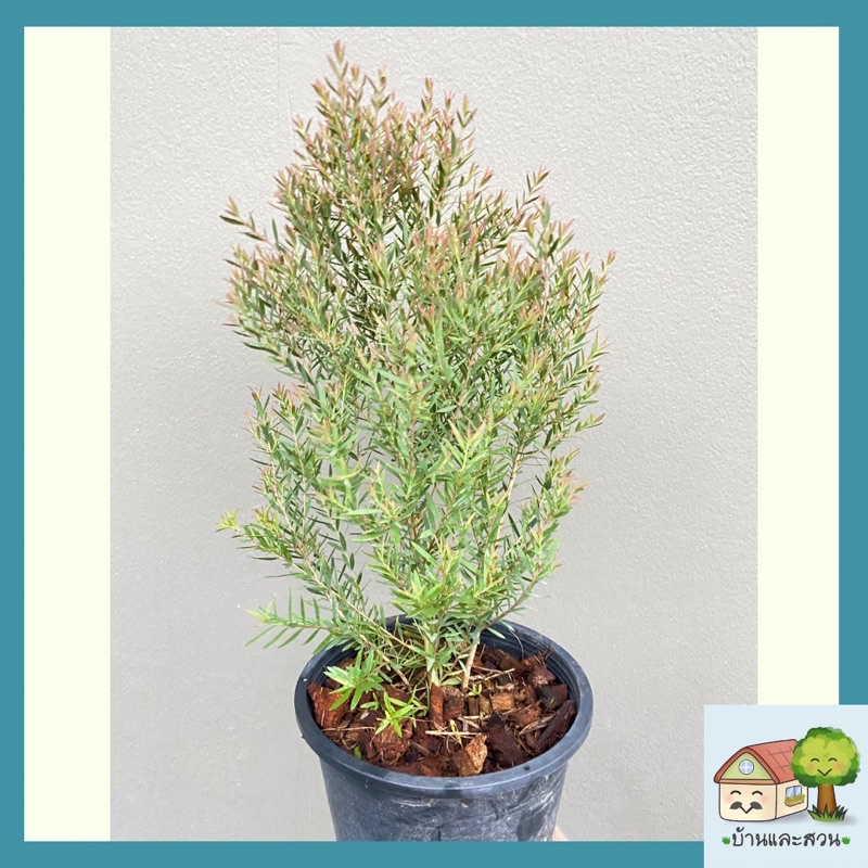 ต้นสนหอมยอดแดง สนหอม ไล่ยุง ลำต้นสูง 15-20 เซน แพ๊คจัดส่งทั้งกระถาง ล๊อตใหม่พุ่มแน่น