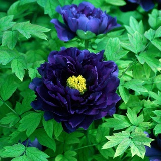 20 เมล็ด เมล็ดโบตั๋น ดอกโบตั๋น ดอกพีโอนี (Peony) สีฟ้า Blue Peony