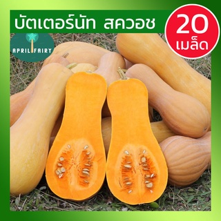 [20เมล็ด] เมล็ดฟักทอง บัตเตอร์นัท ฟักทองบัตเตอร์นัท สควอช เมล็ดบัตเตอร์นัท Butternut Squash พันธุ์แท้