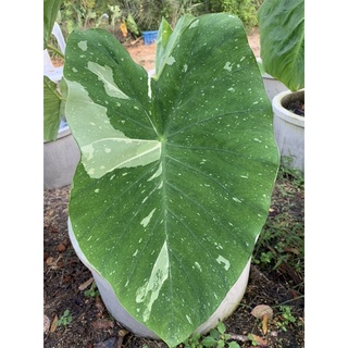 🍼 Colocasia Milky Way (มิ้วกี้ เวย์) สนใจทัก