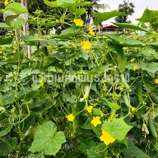 เมล็ดพันธุ์ แตงกวา ลูกผสม แตงกวา ลำยอง ตราดาวทอง ล็อตใหม่