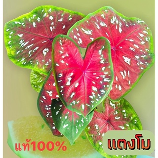 แตงโม บอนสีตัวแรร์ๆ หายากมากๆ 🍉แตงโมแท้100%จัดส่งทั้งกระถาง