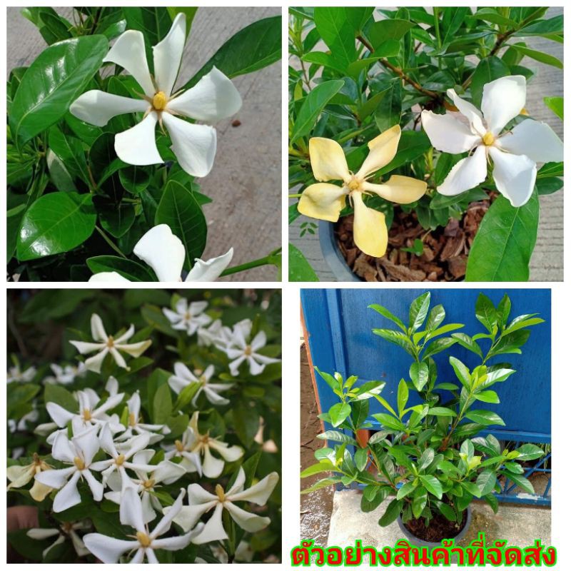 (ขาย ต้นพันธุ์) ต้น ดอก พุดเวียดนาม พูด เบนซ์ / fadel / nrossaparp