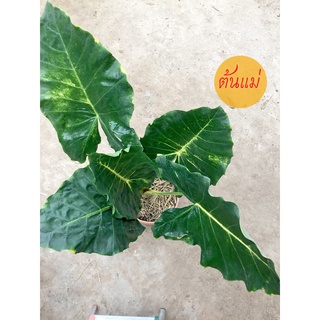 บอนเพชรเจ็ดสี Alocasia New Guinea Gold