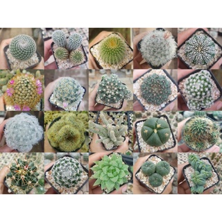 กระบองเพชรรวมสายพันธุ์ชุด1 cactus ราคาเริ่มต้น 15-100 บาท(ส่งทั้งกระถาง)