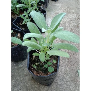 ต้นพันธ์ุเสจ (Sage) สมุนไพรฝรั่ง(ส่งพร้อมกระถาง5นิ้ว)