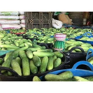 เมล็ดพันธุ์ แตงกวาลูกผสม กรีนเนอร์ ตราตะวันต้นกล้า ลอตใหม่ล่าสุด