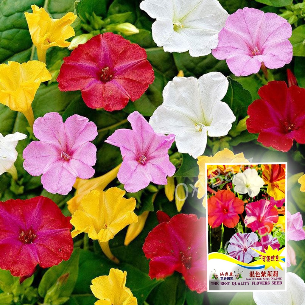 เมล็ดพันธุ์ดอกบานเย็น คละสี 20เมล็ด ต้นบานเย็นหลากสี Mirabilis jalapa