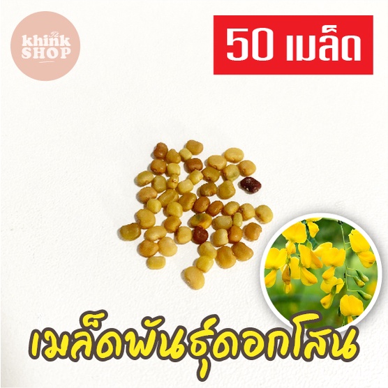 เมล็ดดอกโสน 50 เมล็ด Sesbania เมล็ดพันธุ์ดอกโสน เมล็ดโสนดอกใหญ่ โสนเพาะเห็ดตับเต่า เมล็ดผักสวนครัว เ