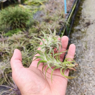 Tillandsia Ionantha Vanhyningii ทิลแลนเซีย สับปะรดสี