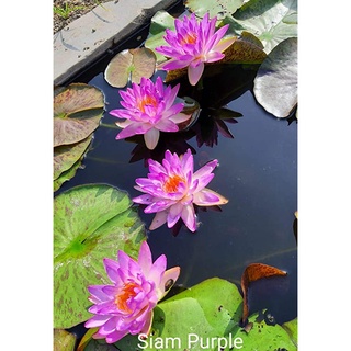 10 เมล็ด เมล็ดบัว สีม่วง นำเข้า บัวนอก สายพันธุ์เมล็ดบัว Waterlily Nymphaea Seeds