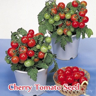 （อัตราการงอก 90%）200เมล็ด Cherry Tomato Seeds Fruit Seeds พันธุ์ไม้ผล เมล็ดพันธุ์ ต้นไม้ ต้นผ/เมล็ด ผัก ปลูก สวนครัว คละ