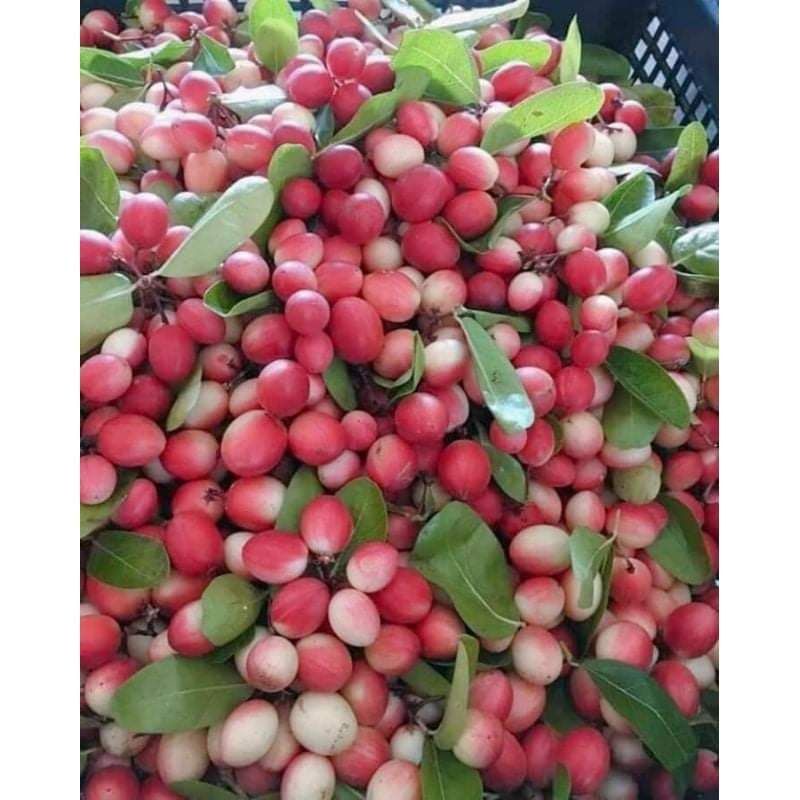ต้น มะม่วงหาวมะนาวโห่ ผลไม้ในวรรณคดี มีมาแต่โบราณ ต้นโตเพาะมา2ปีต้นล่ะ60บาท