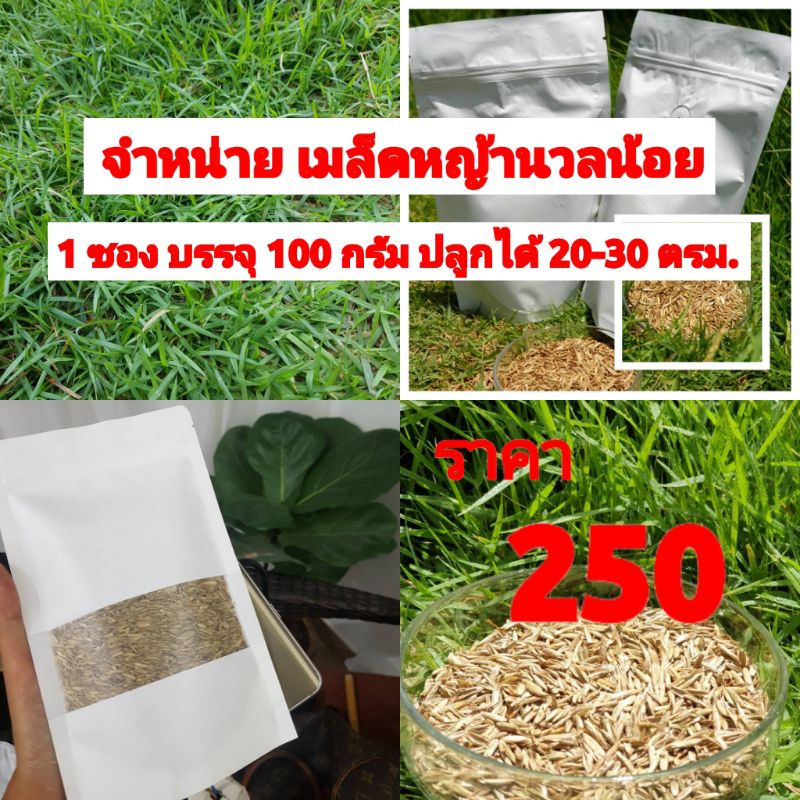 เมล็ดหญ้าสนาม เมล็ดหญ้านวลน้อย 250 บาท