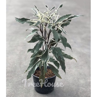 โกยเงิน กระถาง 6 นิ้ว / Justicia flagilis Wall. var. variegata pot 6