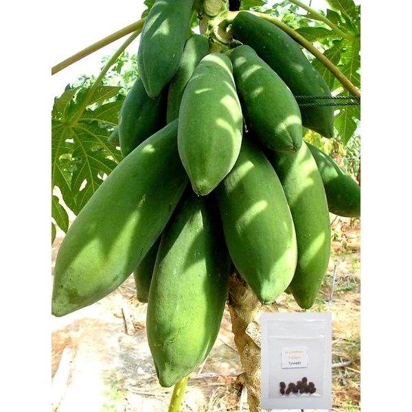 เมล็ดพันธุ์ มะละกอแขกดำ 10 เมล็ด [ 10แถม2 ]คละได้