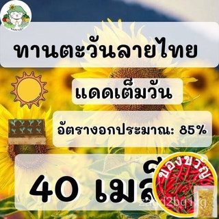 เมล็ดพันธุ์ ดอกทานตะวัน ลายไทย Sun flower Seeds ต้นสูง ดอกสวย 200 เมล็ด เมล็ดพันธุ์แท้ นำเข้าจากต่างประเทศ ปลูกดอกไม้ เม