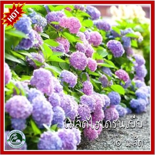 10 เมล็ด ไฮเดรนเยีย (Hydrangea) เมล็ดไฮเดรนเยีย ไฮเดนเยีย เมล็ดไฮเดนเยีย ดอกสามเดือน ดอกหกเดือน