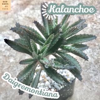 [เศรษฐีล้านล้าน] kalanchoe Daigremontiana ส่งพร้อมกระถาง Mother of Millions แคคตัส Cactus Succulent ไม้อวบน้ำ พืชอวบน้ำ