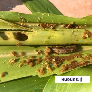 สารกำจัดหนอน ไทโค ขนาด1 กิโลกรัม หนอนหนังเหนียว หนอนกระทู้ หนอนดื้อทุกชนิด ทำให้พืชเขียว