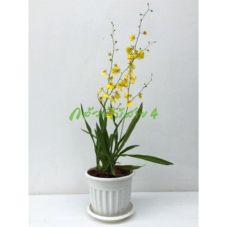 ต้นกล้วยไม้กระถางติดดอกสีเหลือง ออนซิเดียม (Orchid Oncidium Plant Pot) 3 ต้น ความสูง 80 ซม. พร้อมกระถางและถาดรองสีขาว