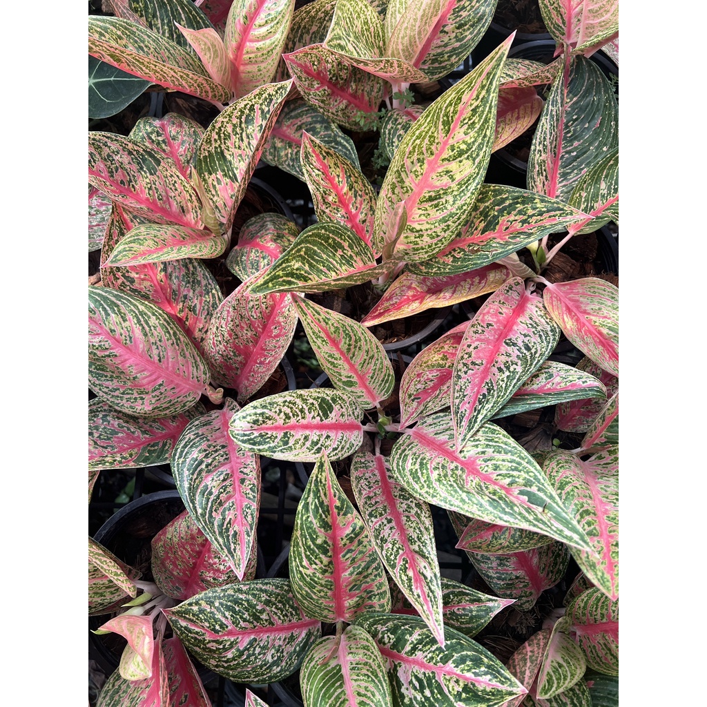 มุมมอง 2