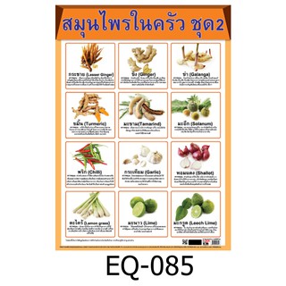 สมุนไพรในครัว 2 EQ-085 สื่อโปสเตอร์ภาพ กระดาษ หุ้มพลาสติก