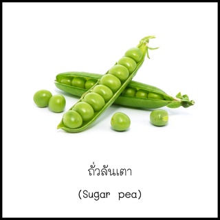 เมล็ดถั่วลันเตา (Sugar pea) 10 เมล็ด [10 แถม 1 คละได้]