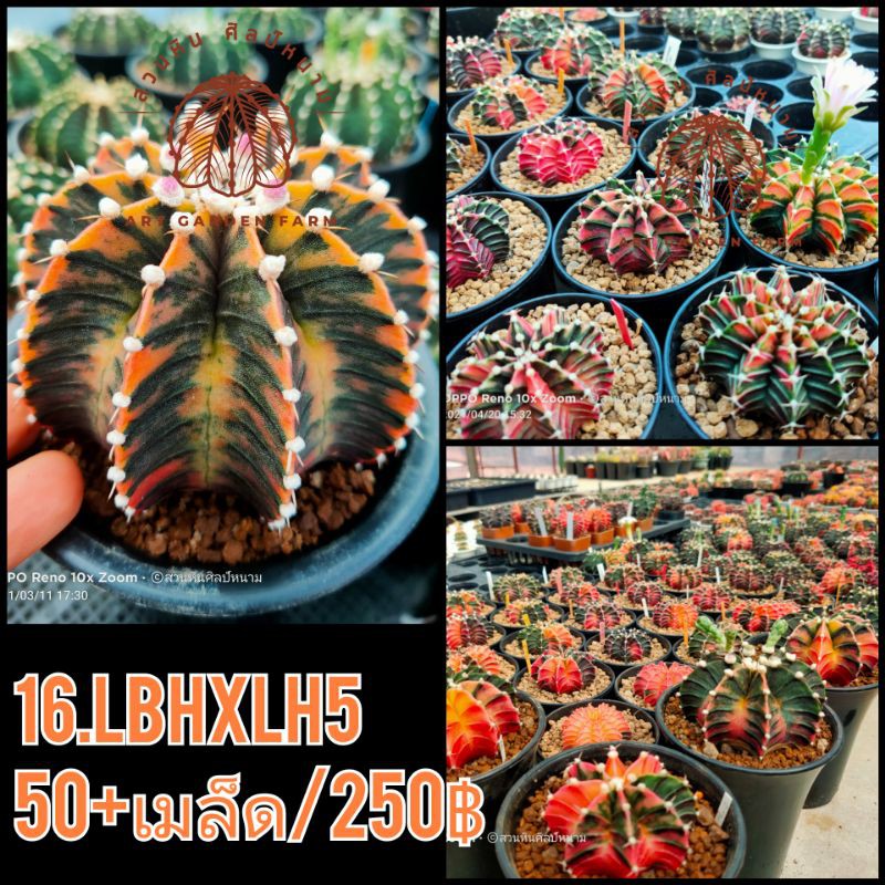 เมล็ดLB-Hybrid ด่าง (16.LBH x LH5)