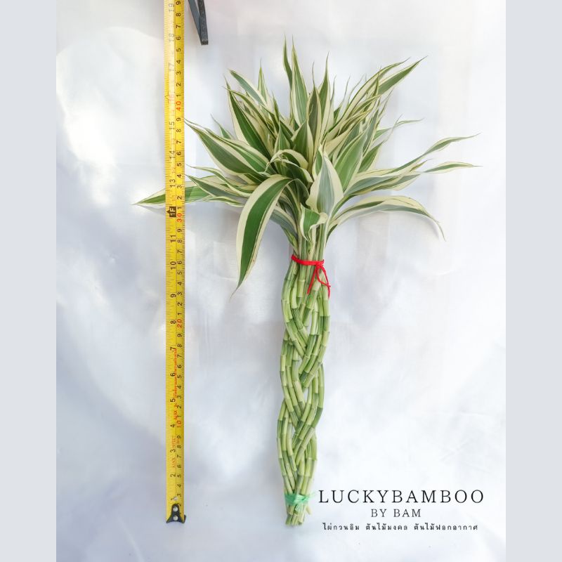 ไผ่กวนอิมเปีย 9 ต้น สูง 45-50 cm แบบที่ 1 ราคา ถูกที่สุด ดีลบีเคเค แกลเลอรีภาพที่ 2