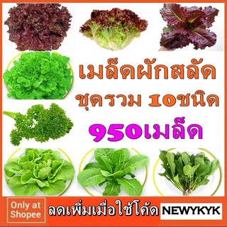 เมล็ด ผัก สลัด 5-10ชนิด 500 เมล็ด คุ้มกว่าซื้อเดี่ยว ชุดปลูก พันธ์ุ เรดโอ๊ค เรดโบว์ เรดคอส บัตเตอร์เฮด ร็อกเก็ต กรีน เคล