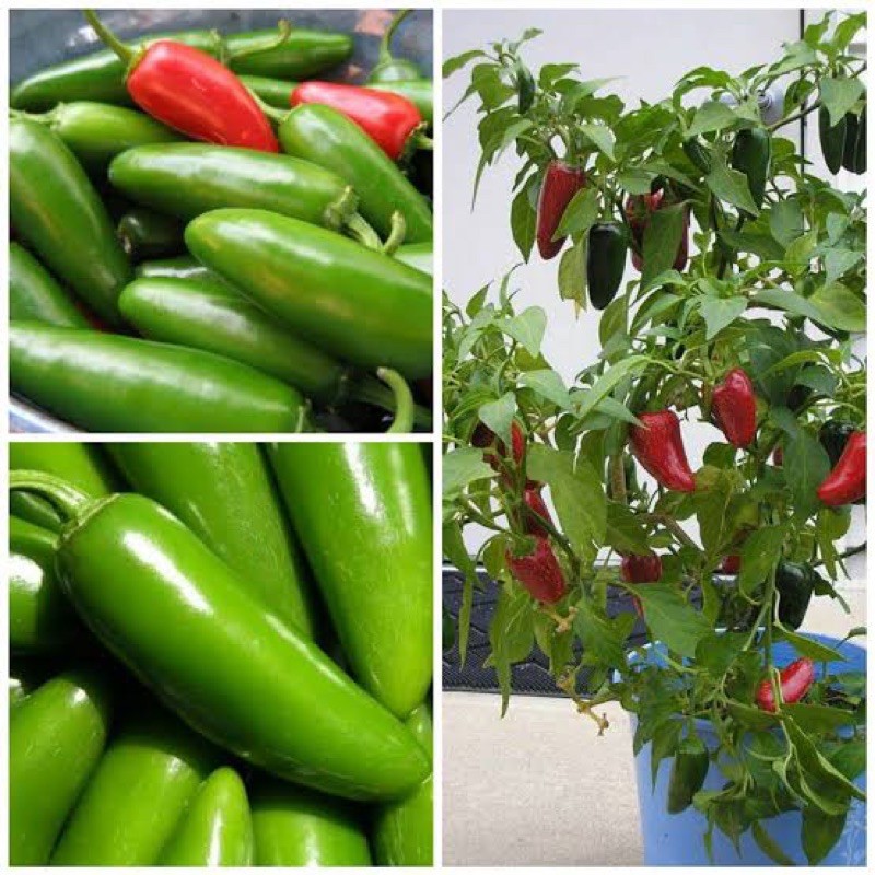 100 เมล็ดเมล็ดพันธุ์พริกจาราปิโน่ (Jalapeno Pepper Seed)พริกหัวกระสุน  คุณภาพดี ราคาถูก ของแท้