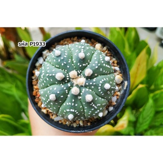 แอสโตรไฟตัม กิ๊กโกะ เต่า ลูกผสม (Astrophytum asterias cv. kikko) แคคตัส