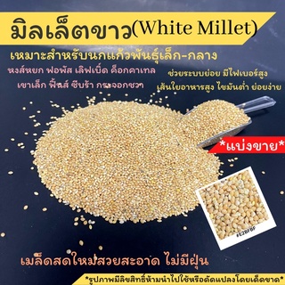 พร้อมส่ง!!มิลเล็ตขาว White Millet อาหารนก อาหารธัญพืชสำหรับนก *แบ่งขาย 200g./500g./1kg.*