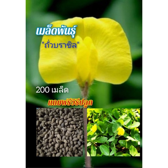เมล็ดพันธ์ถั่วบราซิล 🌱(200 เมล็ด )🌱ตกแต่งสวน คลุมหญ้า ไม้ดอกไม้ประดับ บำรุงดิน คลุมดิน