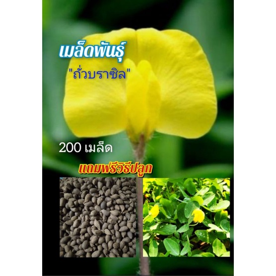 เมล็ดพันธ์ถั่วบราซิล  (200 เมล็ด ) ตกแต่งสวน คลุมหญ้า ไม้ดอกไม้ประดับ บำรุงดิน คลุมดิน