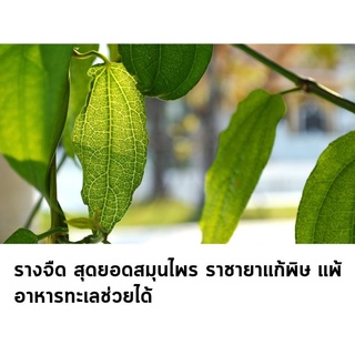 ใบรางจืดสด 30 ใบ ไร้สารเคมี100%ปลูกเองอบเอง เก็บสดๆ