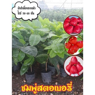 ชมพู่สตอเบอรี่ (ใต้หวัน)