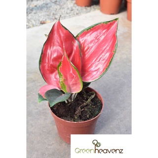 seeds Greenheavenz Aglaonema Super Red Live Plant Pokok Keladi Hiasan  50 เมล็ด (ไม่ใช่พืชที่มีชีวิต)