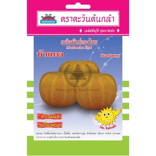 เมล็ดพันธุ์ แตงไทย บัวแดง 5 กรัม/ซอง ตราตะวันต้นกล้า