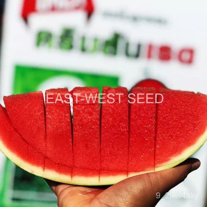 เมล็ดแตงโม (Watermelon seeds) คริมสันเรด F1 ตราศรแดง ซองแข็ง 40 เมล็ด ผักสวนครัวมักกะโรนี/สร้อยข้อมื